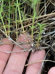 Galium serpenticum