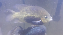 Cincelichthys pearsei