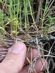 Galium serpenticum