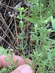 Galium serpenticum