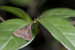 Simplicia discosticta