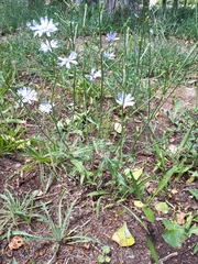 Cichorium intybus