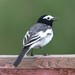 Masked Wagtail - Photo (c) Irina Krug, some rights reserved (CC BY-NC), uploaded by Irina Krug