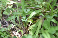 Porphyrosela minuta