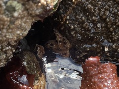 Evasterias troschelii