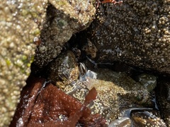 Evasterias troschelii