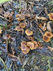 Pholiota communis