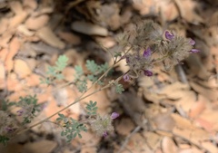 Dalea versicolor