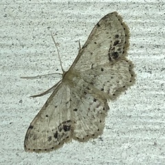 Idaea dimidiata