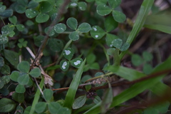 Porphyrosela minuta