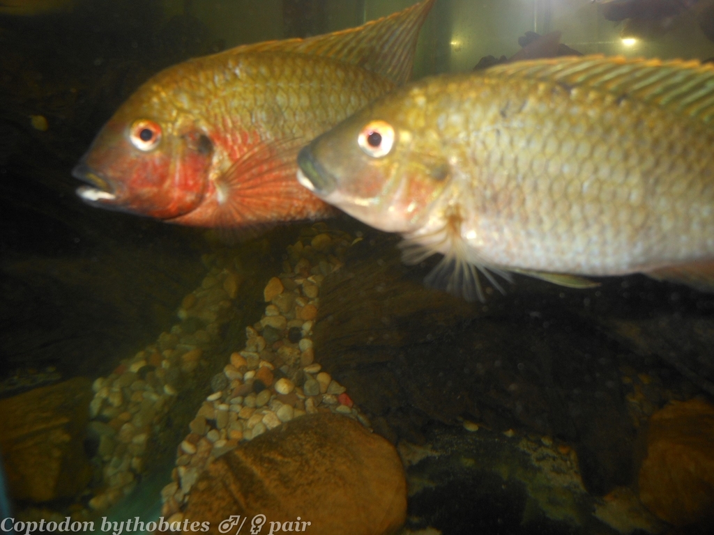 Bermin cichlid (Coptodon bythobates) — Cichlidae