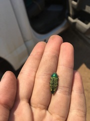 Buprestis confluenta