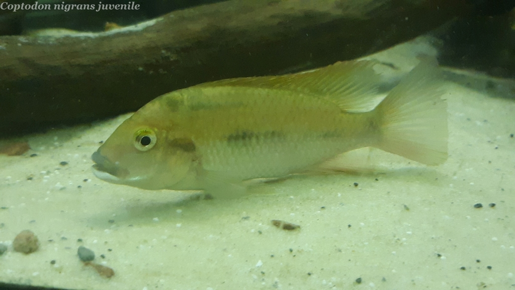 Dark cichlid (Coptodon nigrans) — Cichlidae
