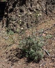 Chaenactis douglasii douglasii
