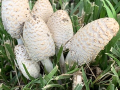 Coprinopsis variegata