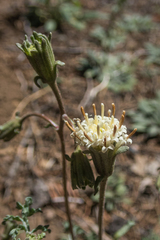 Chaenactis douglasii douglasii