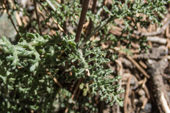 Chaenactis douglasii douglasii