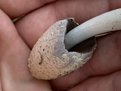 Coprinopsis variegata