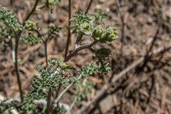 Chaenactis douglasii douglasii