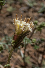 Chaenactis douglasii douglasii
