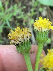 Senecio integerrimus exaltatus