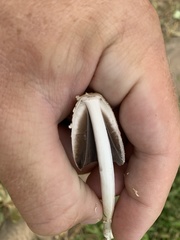 Coprinopsis variegata