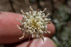 Chaenactis douglasii douglasii