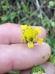Senecio integerrimus exaltatus
