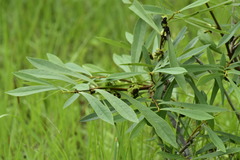 Asimina angustifolia