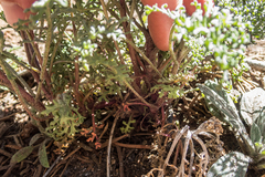 Chaenactis douglasii douglasii