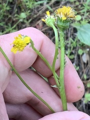 Senecio integerrimus exaltatus