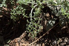 Chaenactis douglasii douglasii