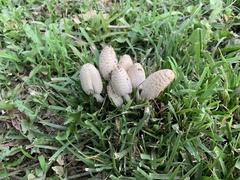 Coprinopsis variegata