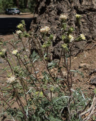 Chaenactis douglasii douglasii
