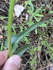 Senecio integerrimus exaltatus