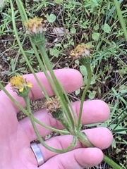 Senecio integerrimus exaltatus