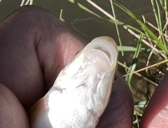 Pantosteus platyrhynchus