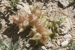 Astragalus lentiginosus albifolius