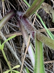Senecio integerrimus exaltatus