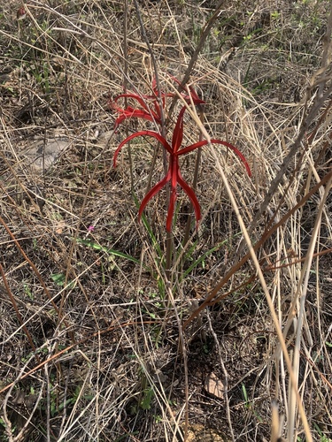 Zephyranthes sprekeliopsis, photograph 1