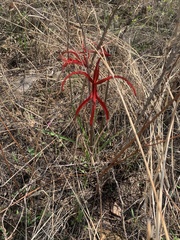 Zephyranthes sprekeliopsis, photograph Senna Bryce Robeson, CC BY, iNaturalist via GBIF