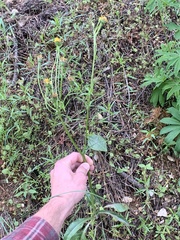 Senecio integerrimus exaltatus