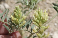Astragalus lentiginosus albifolius