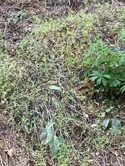 Senecio integerrimus exaltatus