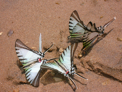 Neographium agesilaus