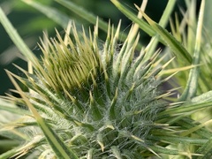 Cirsium vulgare