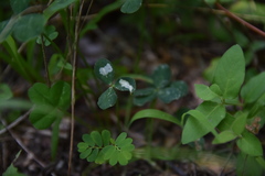 Porphyrosela minuta