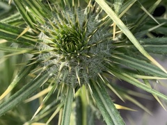 Cirsium vulgare