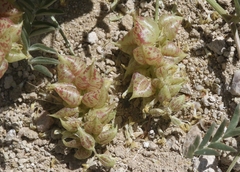 Astragalus lentiginosus albifolius