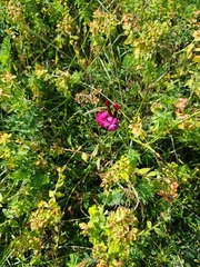 Petrorhagia prolifera